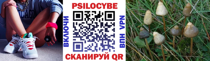 что такое   Долгопрудный  Галлюциногенные грибы Psilocybine cubensis 